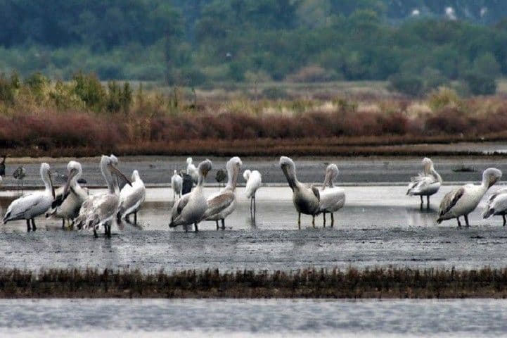 Obilježavanje Svjetskog dana ptica u Tivtu  Obilježavanje Svjetskog dana ptica u Tivtu