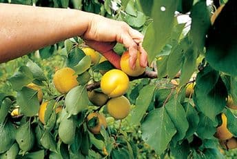 Više od 20.000 stranaca na radu u Crnoj Gori i naredne godine Više od 20.000 stranaca na radu u Crnoj Gori i naredne godine