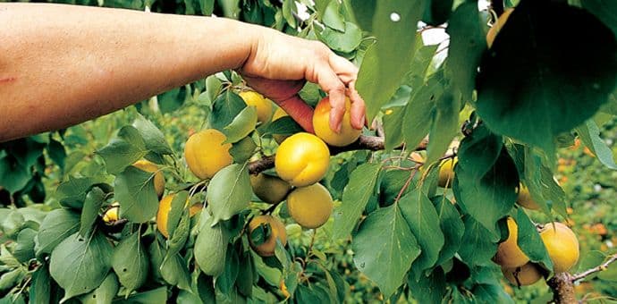 Italija traži 13.000 sezonaca, poziv važi i za crnogorske državljane Italija traži 13.000 sezonaca, poziv važi i za crnogorske državljane