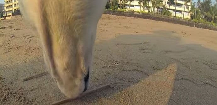 Jeo je hranu iz kontejnera, pio vodu iz bare i trpio šikaniranja prolaznika (VIDEO) Jeo je hranu iz kontejnera, pio vodu iz bare i trpio šikaniranja prolaznika (VIDEO)