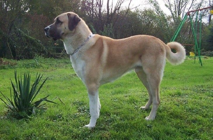 Miran protest vlasnika pasa na Gorici  Miran protest vlasnika pasa na Gorici