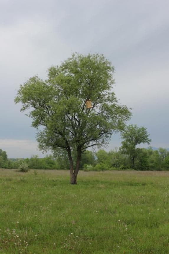 Postavljeno 100 kućica za gniježđenje modrovrane Postavljeno 100 kućica za gniježđenje modrovrane