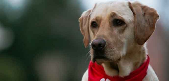 Pas spasio 17 ljudi ispod ruševina u Nepalu Pas spasio 17 ljudi ispod ruševina u Nepalu