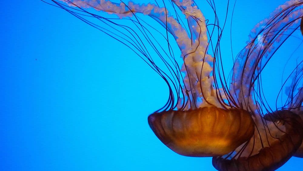 Vladimir Gligorov: Šta se događa sa Grčkom Vladimir Gligorov: Šta se događa sa Grčkom