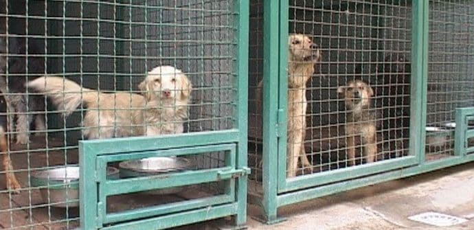 Podgorica: Mnogo odgajivačnica pasa u dvorištima Podgorica: Mnogo odgajivačnica pasa u dvorištima