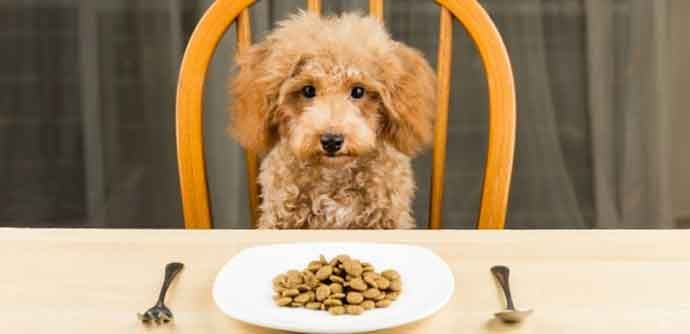 Izbjegavajte ove greške u ishrani vašeg psa Izbjegavajte ove greške u ishrani vašeg psa