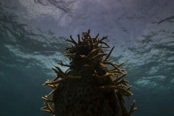 Nesvakidašnje otkriće na Galapagosu: Zapažen nepoznat i potpuno očuvan koralni greben Nesvakidašnje otkriće na Galapagosu: Zapažen nepoznat i potpuno očuvan koralni greben