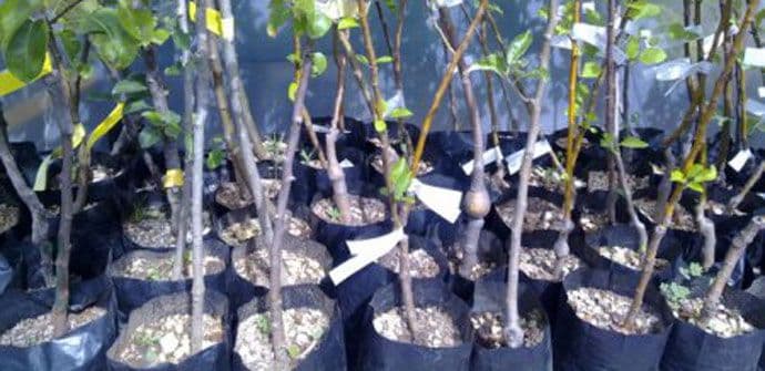 Akcija pošumljavanja u Piperima Akcija pošumljavanja u Piperima