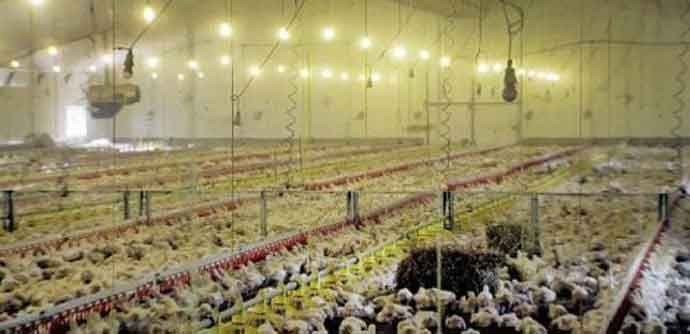 Nova vrsta prtičijeg gripa pustoši farme u SAD Nova vrsta prtičijeg gripa pustoši farme u SAD