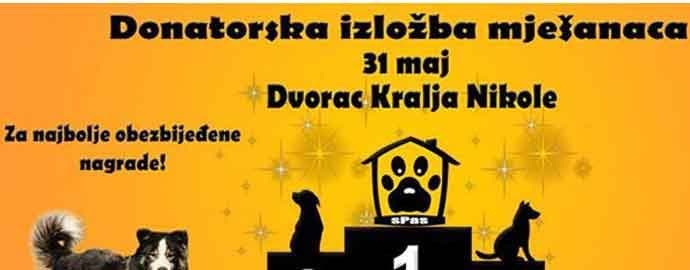 U nedjelju 31. maja donatorska izložba mješanaca u organizaciji NVO „sPas“ U nedjelju 31. maja donatorska izložba mješanaca u organizaciji NVO „sPas“