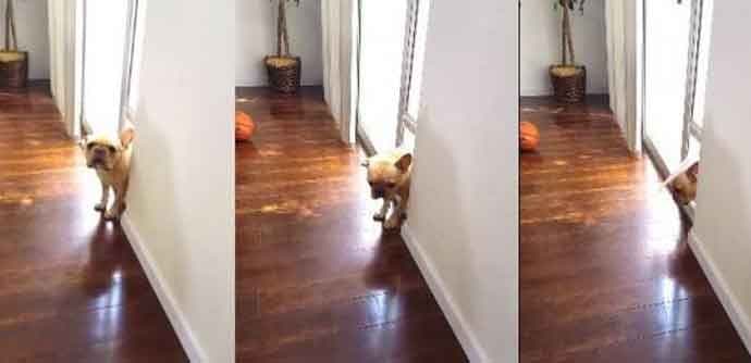 Pas Niko koji je priznao "zločin" (VIDEO) Pas Niko koji je priznao "zločin" (VIDEO)