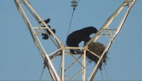 MEDVJED NA DALEKOVODU: Lovci nijesu mogli da vjeruju svojim očima MEDVJED NA DALEKOVODU: Lovci nijesu mogli da vjeruju svojim očima
