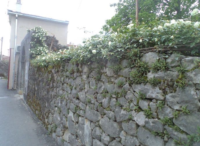 FOTO: Bijela ruža podgorička FOTO: Bijela ruža podgorička