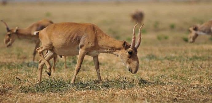 Kazahstan: Od misteriozne bolesti stradalo 120.000 antilopa Kazahstan: Od misteriozne bolesti stradalo 120.000 antilopa