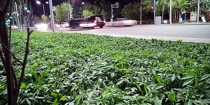 Kazahstan: Gradske službe greškom zasadile kanabis Kazahstan: Gradske službe greškom zasadile kanabis