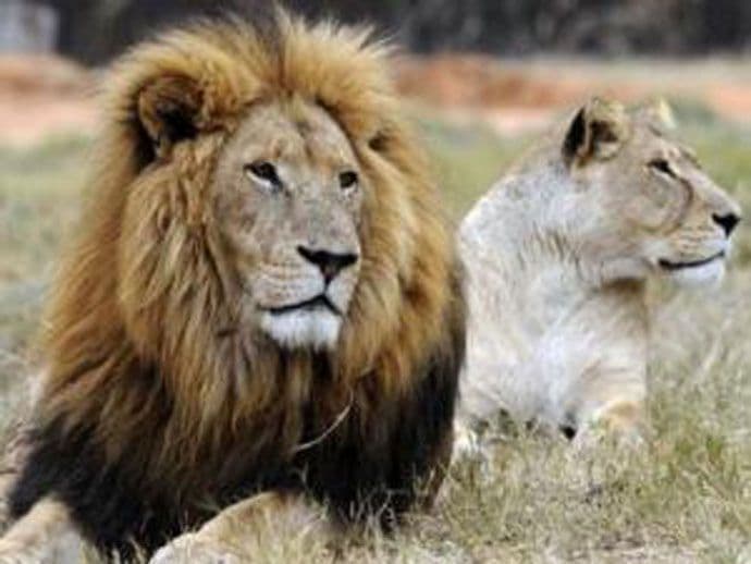 Johanesburg: Lav usmrtio američku turistkinju  Johanesburg: Lav usmrtio američku turistkinju