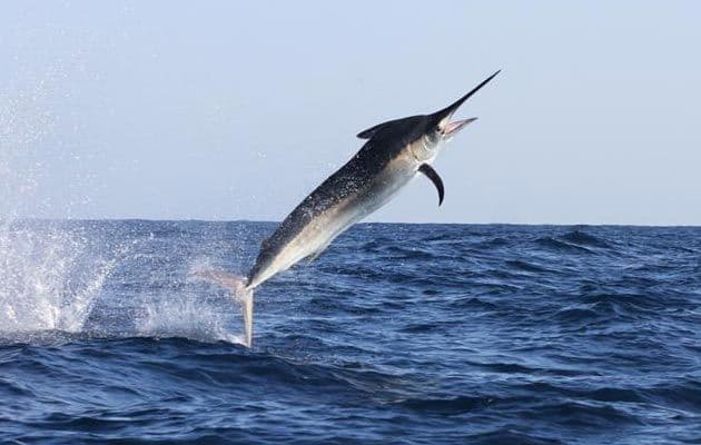 Ribolovca usmrtila sabljarka koju je pokušavao da uhvati golim rukama Ribolovca usmrtila sabljarka koju je pokušavao da uhvati golim rukama