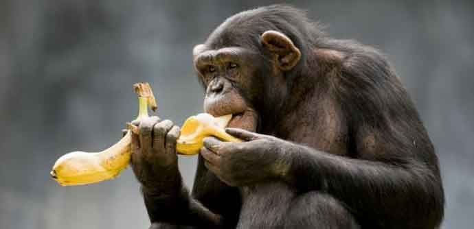 Šimpanze razumiju koncept kuvanja Šimpanze razumiju koncept kuvanja