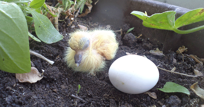 FOTO: Izlegao se golupčić, čeka sestru  ili brata FOTO: Izlegao se golupčić, čeka sestru  ili brata