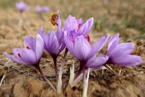 CRVENO BLAGO: Začin koji košta više od zlata CRVENO BLAGO: Začin koji košta više od zlata