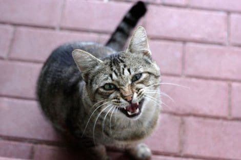 Bijesna mačka držala vlasnike satima ispred kuće Bijesna mačka držala vlasnike satima ispred kuće