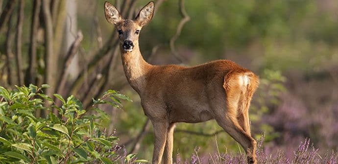 Nikšićki lovci spasili srnu iz kanala Zete Nikšićki lovci spasili srnu iz kanala Zete