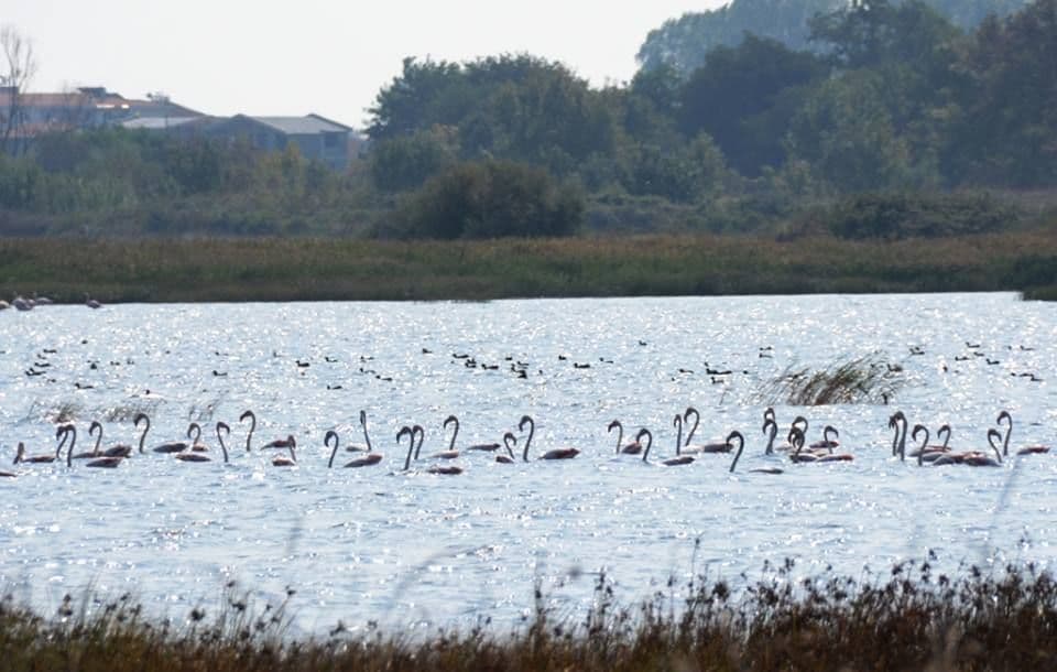 Opština Ulcinj od oktobra preuzima upravljanje Solanom! Opština Ulcinj od oktobra preuzima upravljanje Solanom!