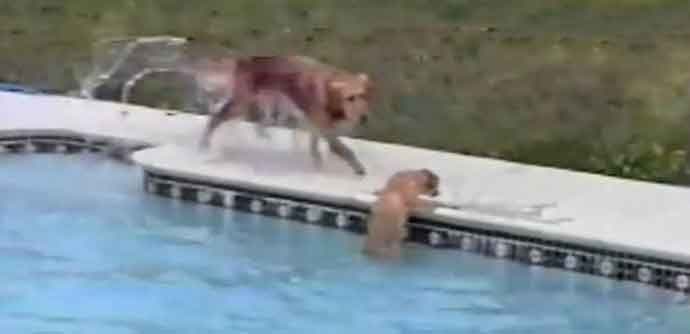 Brižna keruša spašava štene iz vode (VIDEO) Brižna keruša spašava štene iz vode (VIDEO)
