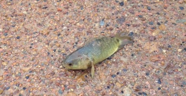 Panika zbog ribe koja hoda po kopnu i guši predatore (VIDEO) Panika zbog ribe koja hoda po kopnu i guši predatore (VIDEO)