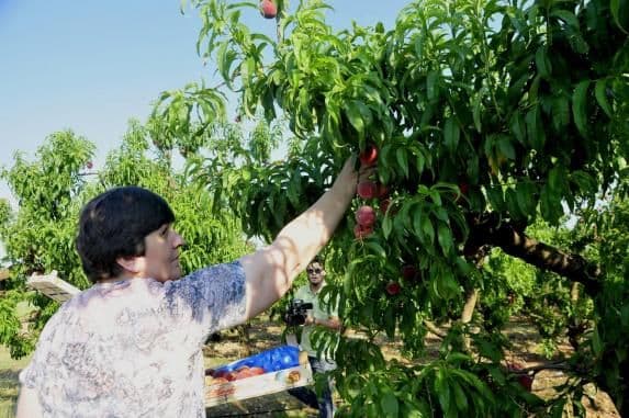 Ministarka Kovačević brala breskve: Može se zaraditi do 10 eura dnevno Ministarka Kovačević brala breskve: Može se zaraditi do 10 eura dnevno