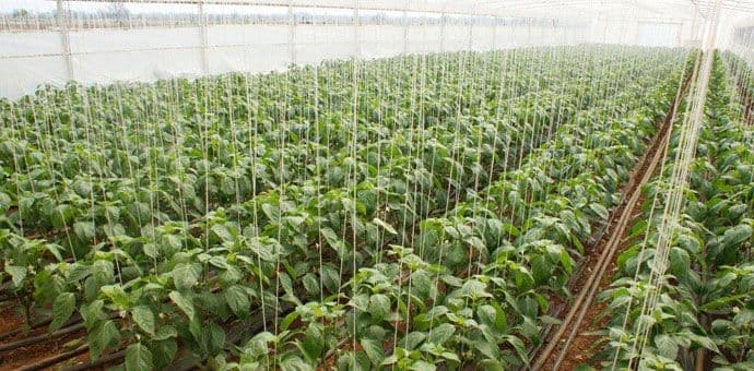 U proljećnjoj sjetvi zasađeno duplo više hektara U proljećnjoj sjetvi zasađeno duplo više hektara