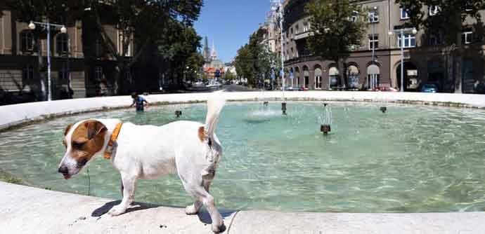 Ovi psi posebno su osjetljivi na sunce Ovi psi posebno su osjetljivi na sunce
