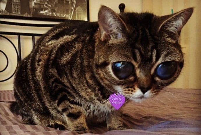 "Alien mačka" Matilda osvaja društvene mreže "Alien mačka" Matilda osvaja društvene mreže