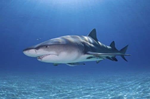Ajkula poginula u saobraćajnoj nesreći Ajkula poginula u saobraćajnoj nesreći