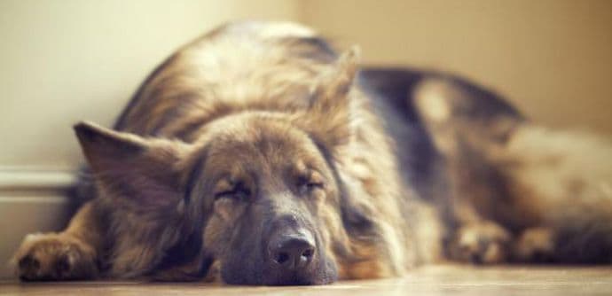 Oglas za udomljavanje koji je šokirao svijet Oglas za udomljavanje koji je šokirao svijet