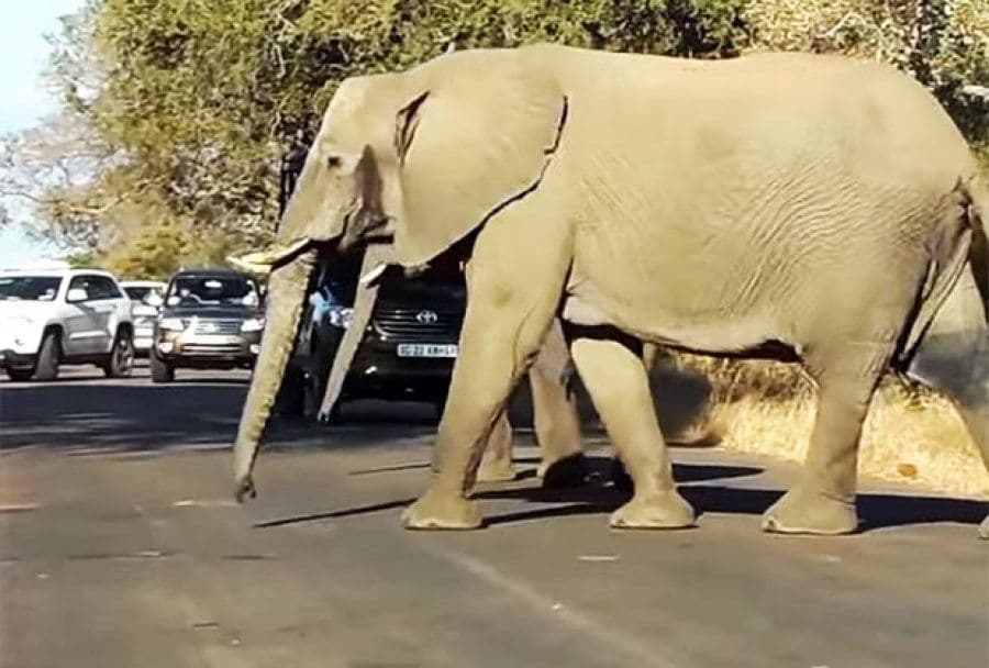 Njemačka: Slonica pobjegla iz cirkusa i ubila čovjeka Njemačka: Slonica pobjegla iz cirkusa i ubila čovjeka