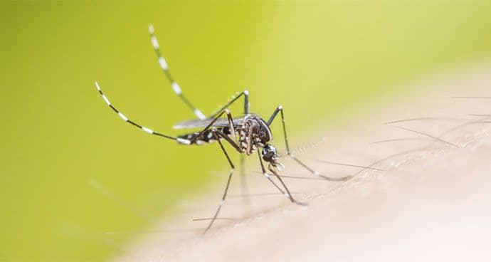 LJETNJA NAPAST: Ubiju milione ljudi godišnje ali ih je nemoguće istrijebiti LJETNJA NAPAST: Ubiju milione ljudi godišnje ali ih je nemoguće istrijebiti
