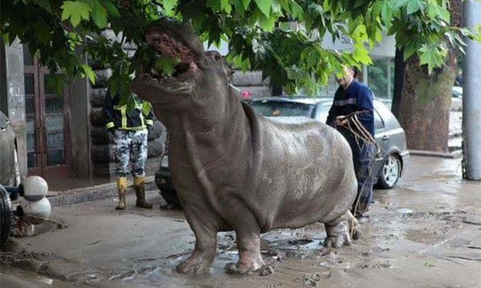 SAFARI U GRUZIJI: Na ulicama Tbilisija šetaju vukovi, medvjedi, tigrovi, lavovi, krokodili.. SAFARI U GRUZIJI: Na ulicama Tbilisija šetaju vukovi, medvjedi, tigrovi, lavovi, krokodili..