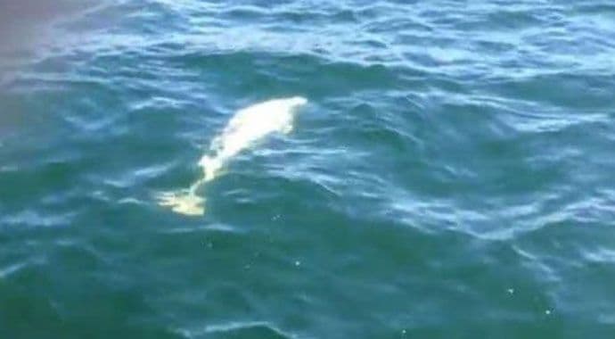 VIDEO: Snimljena jedna od najrijeđih životinja na svijetu VIDEO: Snimljena jedna od najrijeđih životinja na svijetu