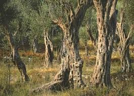 Neće biti berbe maslina iz uvale Valdanos Neće biti berbe maslina iz uvale Valdanos