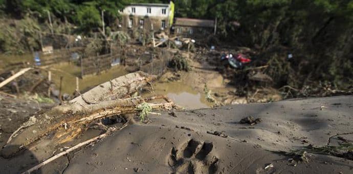 Odbjegli lav ubio čovjeka u Tbilisiju Odbjegli lav ubio čovjeka u Tbilisiju