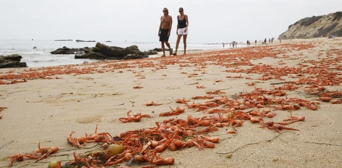 Stotine hiljada rakova preplavile kalifornijske plaže Stotine hiljada rakova preplavile kalifornijske plaže