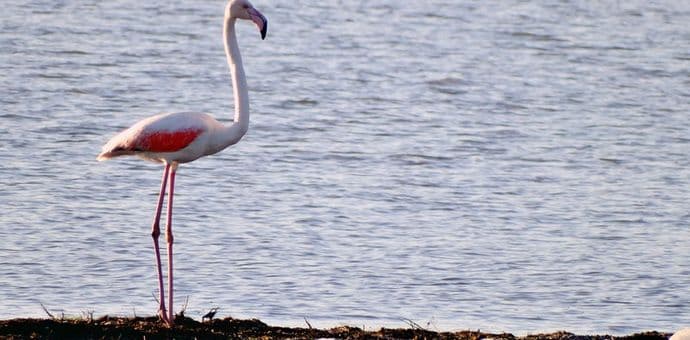 Zainteresovani za ulcinjsku Solanu da dostave ponude za zakup  Zainteresovani za ulcinjsku Solanu da dostave ponude za zakup