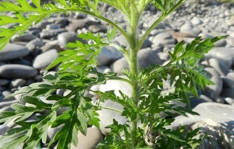 Uklanjanje ambrozije sa najposjećenijih lokacija u NP Skadarsko jezero Uklanjanje ambrozije sa najposjećenijih lokacija u NP Skadarsko jezero