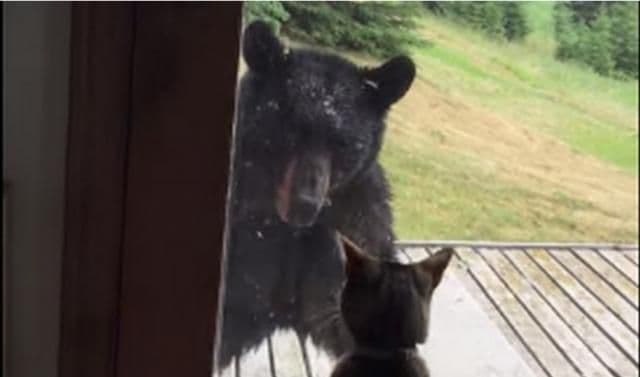 Medvjed pobjegao glavom bez obzira - od mačke (VIDEO) Medvjed pobjegao glavom bez obzira - od mačke (VIDEO)
