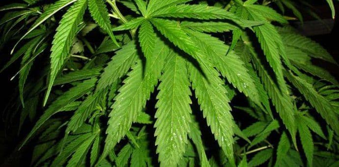 Kod Niša otkriven zasad marihuane Kod Niša otkriven zasad marihuane