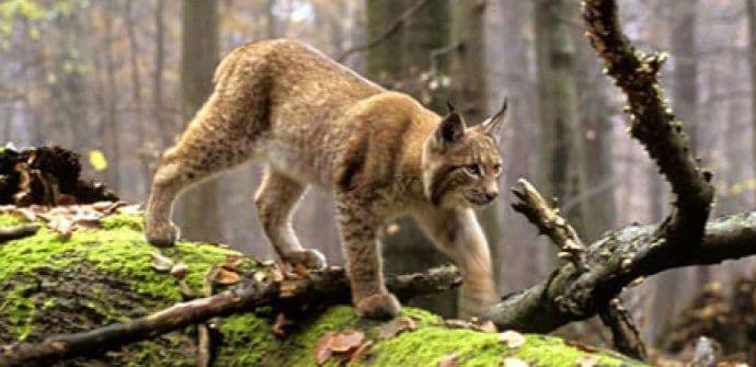 Ukradene kamera zamke za divlje životinje Ukradene kamera zamke za divlje životinje