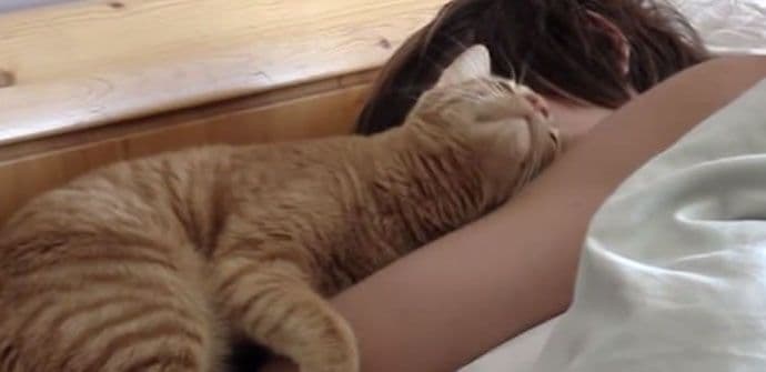 Ova maca je najnježniji budilnik na svijetu (VIDEO) Ova maca je najnježniji budilnik na svijetu (VIDEO)