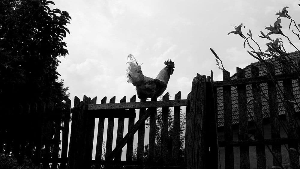 Dejan Ilić : Gorke lekcije Dejan Ilić : Gorke lekcije