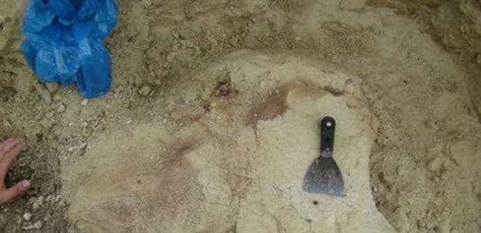 Pronađen fosil slona star sedam miliona godina Pronađen fosil slona star sedam miliona godina